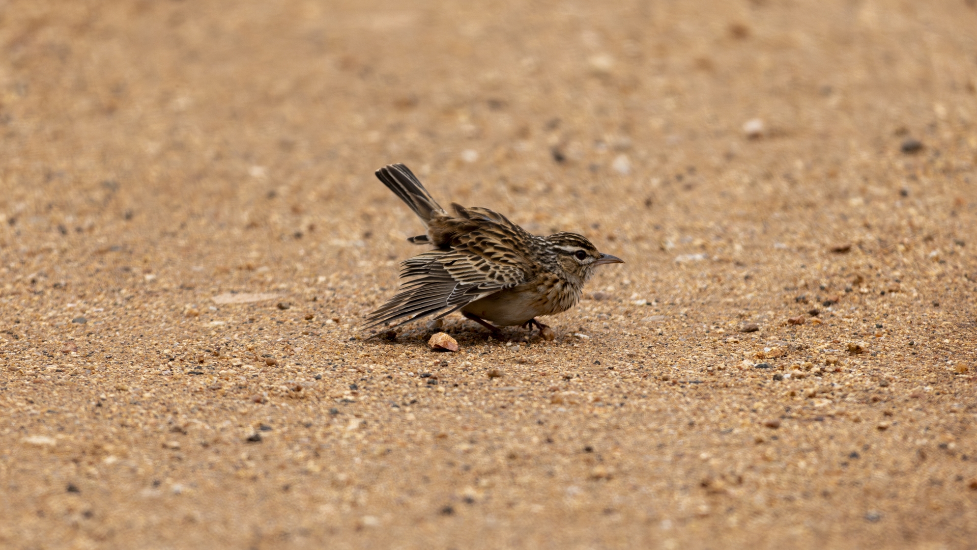 Sabotalerche Sabota Lark Sabotalewerik Calendulauda sabota